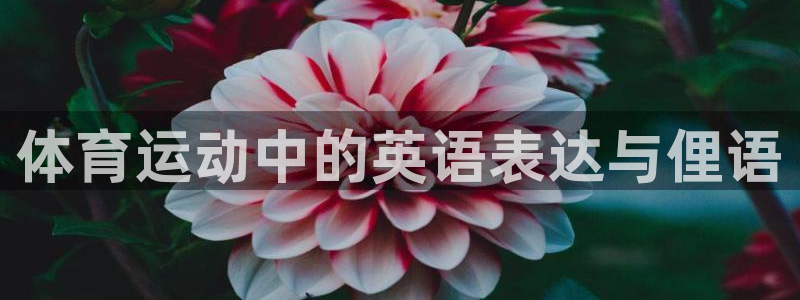 JJB竞技宝官网下载招商电话号码是多少号
